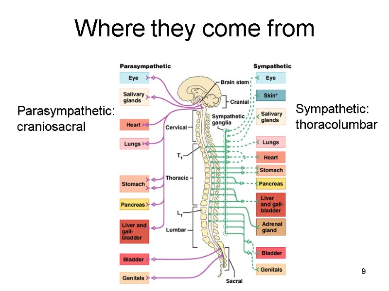 9 Where they come from Parasympathetic: craniosacral Sympathetic: thoracolumbar